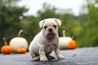 Sampson, a male French Bulldog for sale in Millersburg, OH – 5 of 9