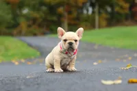 Allie, a female French Bulldog for sale in Millersburg, OH – 2 of 8