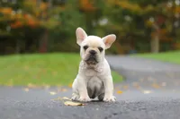 Aspen, a female French Bulldog for sale in Millersburg, OH – 4 of 8