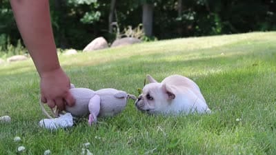 Allie, a female French Bulldog for sale in Millersburg, OH – 10 of 10