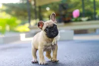 Callie, a female French Bulldog for sale in Millersburg, OH – 6 of 10