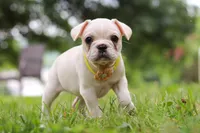 Fern, a female French Bulldog for sale in Millersburg, OH – Photo 2 of 6