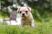 Fern, a female French Bulldog for sale in Millersburg, OH – Photo 4 of 6