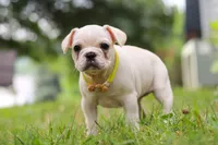 Fern, a female French Bulldog for sale in Millersburg, OH – Photo 6 of 6