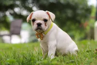 Fern, a female French Bulldog for sale in Millersburg, OH – Photo 3 of 6