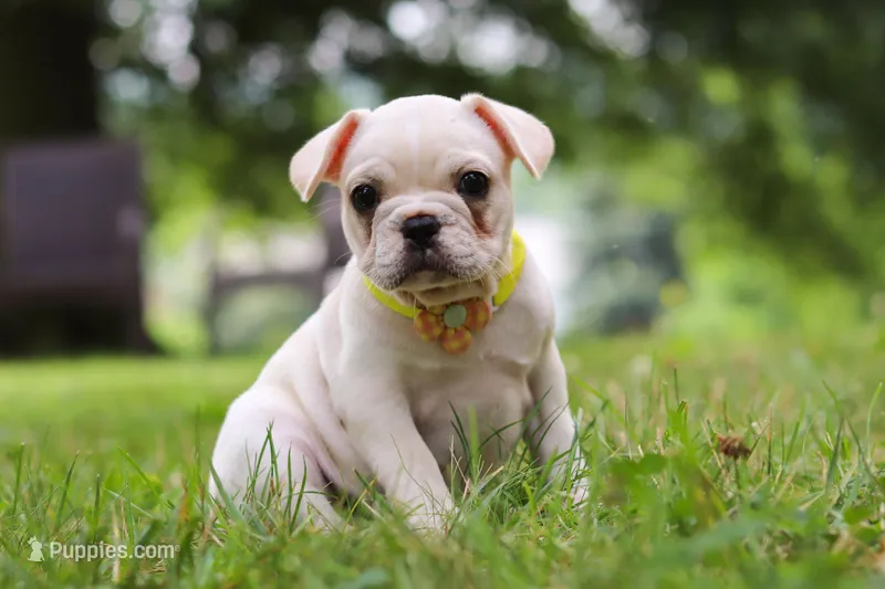 Fern, a female French Bulldog for sale in Millersburg, OH – Photo 1 of 6