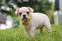 Fern, a female French Bulldog for sale in Millersburg, OH – Photo 5 of 6