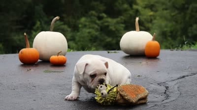 Sampson, a male French Bulldog for sale in Millersburg, OH – 9 of 9