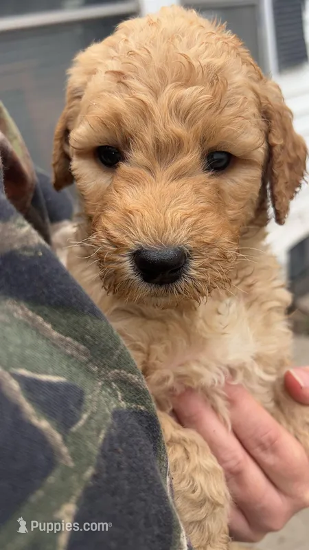 Sunny – Goldendoodle puppy for sale in Vandalia, IL