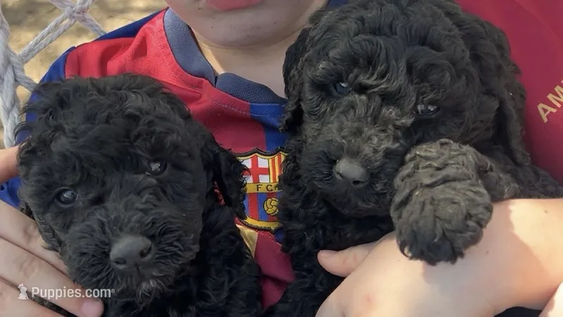 Tank – Goldendoodle puppy for sale in Vandalia, IL