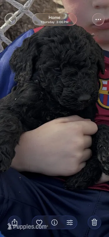 Ranger  – Goldendoodle puppy for sale in Vandalia, IL
