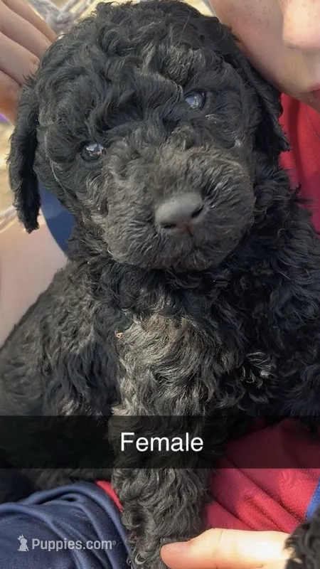 Jade – Goldendoodle puppy for sale in Vandalia, IL