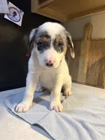 Green collar, a male Australian Cattle Dog and Labrador Retriever for sale in Granger, IN – 3 of 3