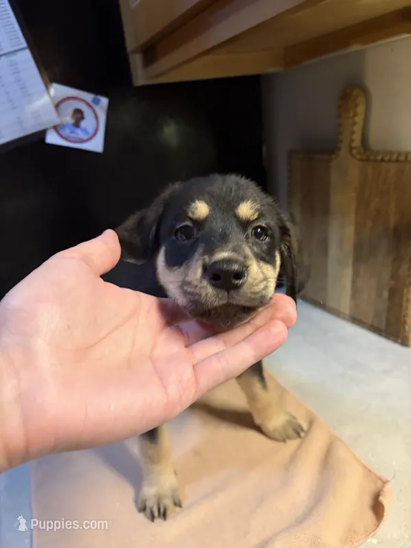 Beige Collar – Australian Cattle Dog, Labrador Retriever puppy for sale in Granger, IN