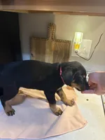 Pink collar, a female Australian Cattle Dog and Labrador Retriever for sale in Granger, IN – 1 of 4