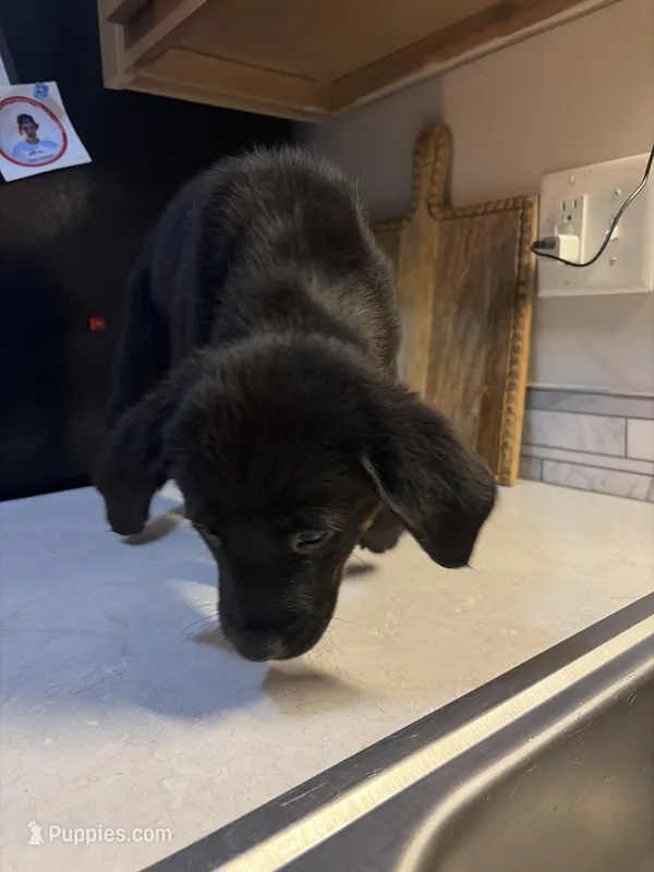 Roxy – Australian Cattle Dog, Labrador Retriever puppy for sale in Granger, IN