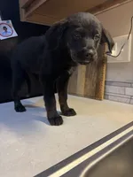 Roxy, a female Australian Cattle Dog and Labrador Retriever for sale in Granger, IN – 2 of 4