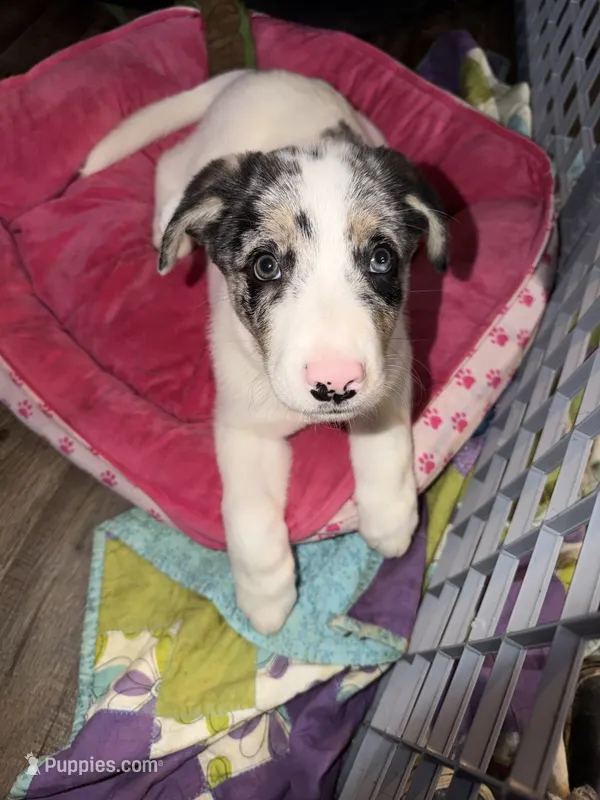 Goose – Australian Cattle Dog, Labrador Retriever puppy for sale in Granger, IN