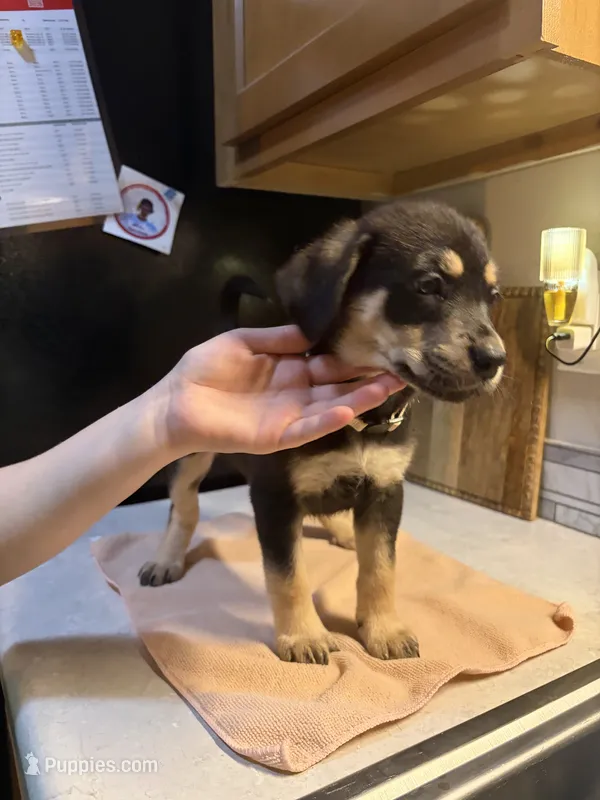 Beige Collar – Australian Cattle Dog, Labrador Retriever puppy for sale in Granger, IN