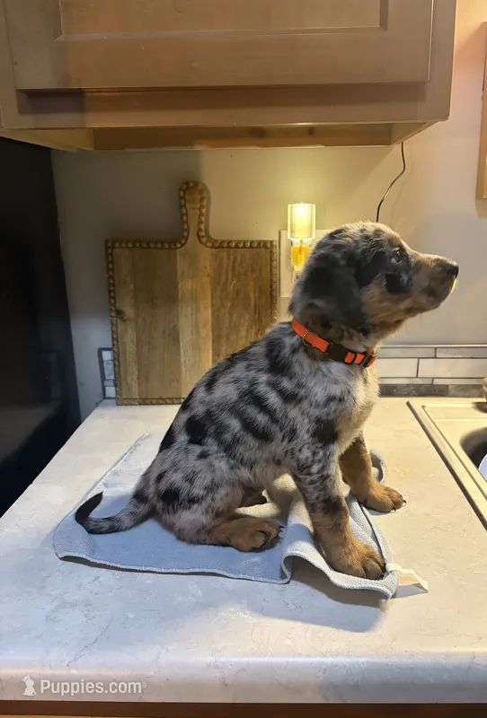Orange collar – Australian Cattle Dog, Labrador Retriever puppy for sale in Granger, IN