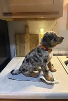 Orange collar, a male Australian Cattle Dog and Labrador Retriever for sale in Granger, IN – 1 of 3