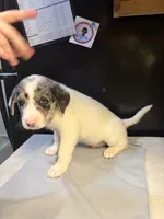 Goose, a male Australian Cattle Dog and Labrador Retriever for sale in Granger, IN – 1 of 5