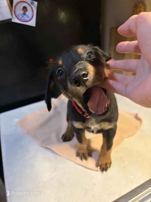 Pink collar – Australian Cattle Dog, Labrador Retriever puppy for sale in Granger, IN