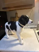 Blue collar, a male Australian Cattle Dog and Labrador Retriever for sale in Granger, IN – 2 of 4