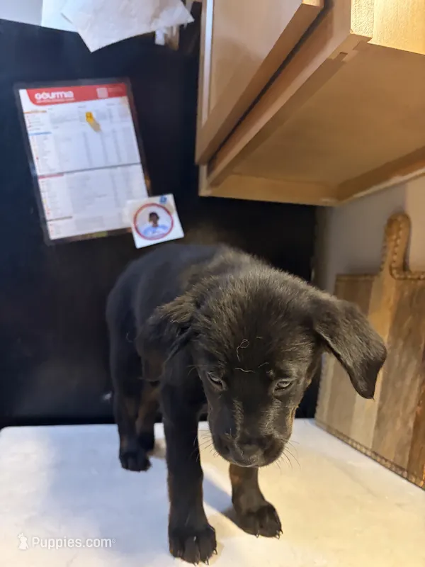 Roxy – Australian Cattle Dog, Labrador Retriever puppy for sale in Granger, IN