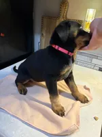 Pink collar, a female Australian Cattle Dog and Labrador Retriever for sale in Granger, IN – 4 of 4