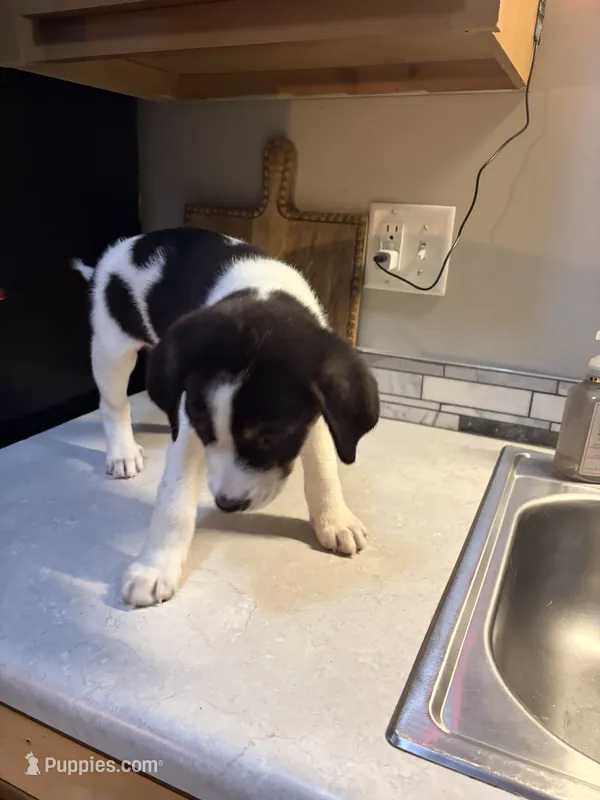 Blue collar – Australian Cattle Dog, Labrador Retriever puppy for sale in Granger, IN