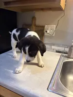 Blue collar, a male Australian Cattle Dog and Labrador Retriever for sale in Granger, IN – 1 of 4