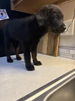 Roxy, a female Australian Cattle Dog and Labrador Retriever for sale in Granger, IN – 4 of 4