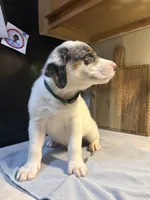 Green collar, a male Australian Cattle Dog and Labrador Retriever for sale in Granger, IN – 1 of 3