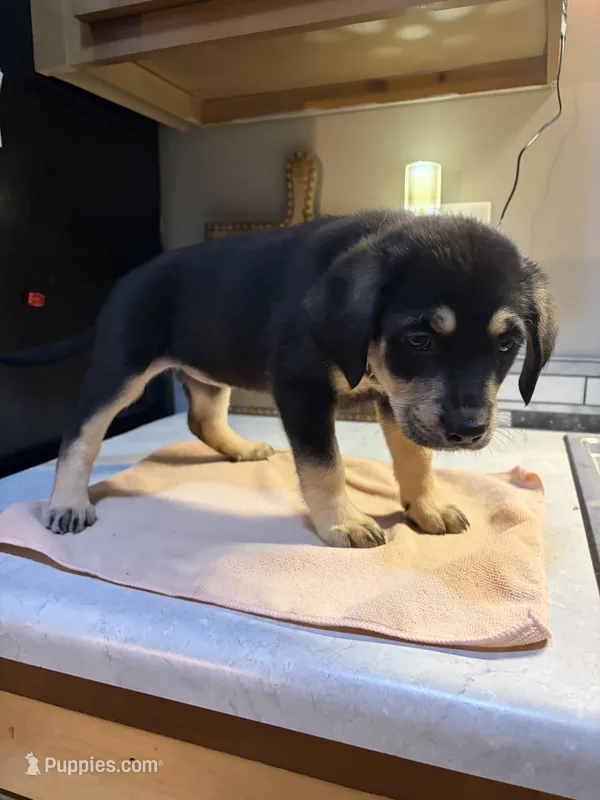 Beige Collar – Australian Cattle Dog, Labrador Retriever puppy for sale in Granger, IN