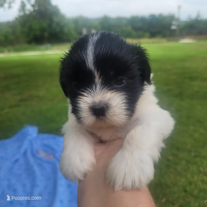 Lily – Shih Tzu puppy for sale in Missouri, MO