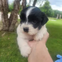 Lily, a female Shih Tzu for sale in Missouri, MO – 2 of 2