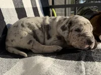 Victory, a female Great Dane for sale in Weatherford, TX – 3 of 6