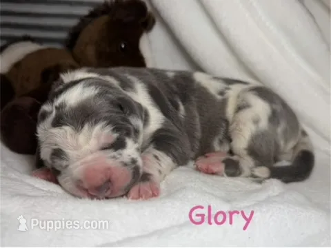Glory – Great Dane puppy on hold in Weatherford, TX