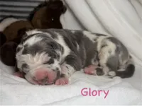 Glory, a female Great Dane for sale in Weatherford, TX – 1 of 1