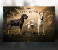 Victory, a female Great Dane for sale in Weatherford, TX – 6 of 6