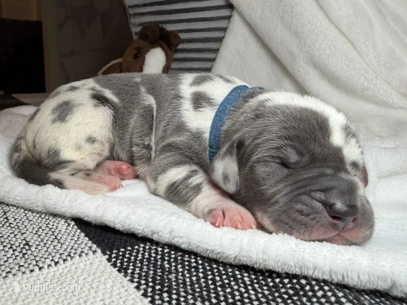 Valor – Great Dane puppy on hold in Weatherford, TX