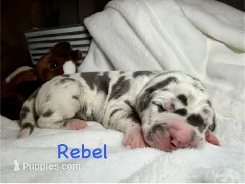 Rebel – Great Dane puppy on hold in Weatherford, TX