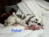 Rebel, a male Great Dane for sale in Weatherford, TX – 1 of 1
