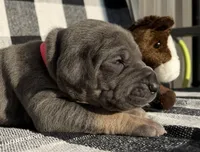 Freedom, a female Great Dane for sale in Weatherford, TX – 6 of 8