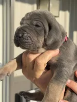 Freedom, a female Great Dane for sale in Weatherford, TX – 1 of 8