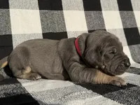 Freedom, a female Great Dane for sale in Weatherford, TX – 4 of 8