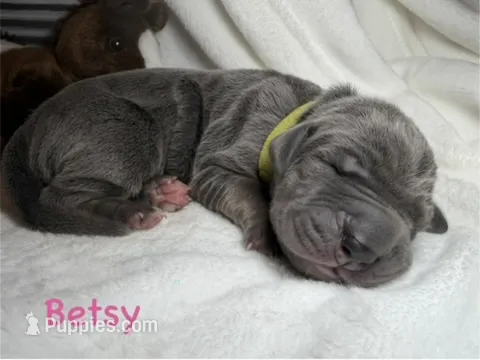 Betsy – Great Dane puppy on hold in Weatherford, TX