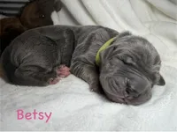 Betsy, a female Great Dane for sale in Weatherford, TX – 1 of 1