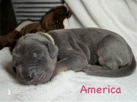 America – Great Dane puppy on hold in Weatherford, TX